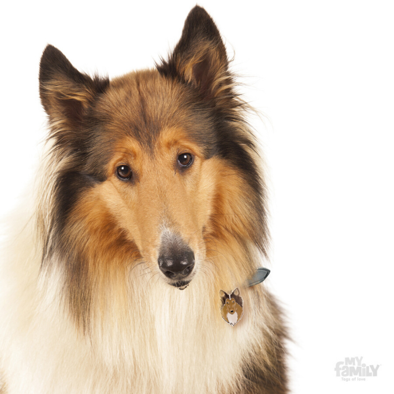 My Family Pet ID Tag | Collie + FREE Engraving | Peticular