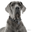 My Family Pet ID Tag | Great Dane + FREE Engraving | Peticular