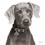 My Family Pet ID Tag | Weimaraner + FREE Engraving | Peticular