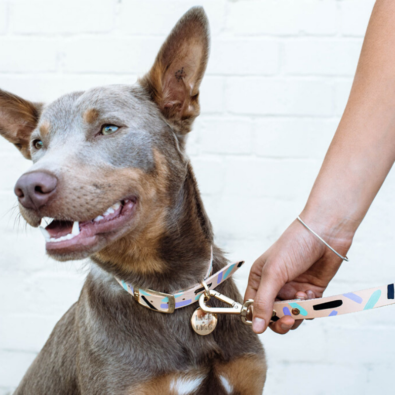 NICE DIGS Tiggy Leather Dog Collar | Aqua Violet | Peticular