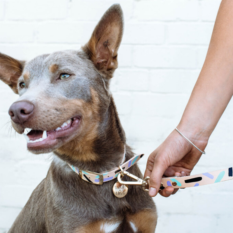 NICE DIGS Tiggy Leather Dog Leash | Aqua Violet | Peticular