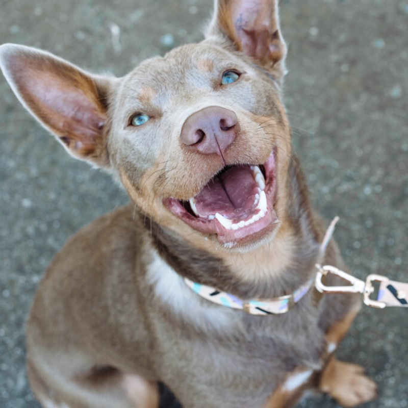 NICE DIGS Tiggy Leather Dog Collar | Aqua Violet | Peticular