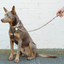 NICE DIGS Tiggy Leather Dog Leash | Aqua Violet | Peticular