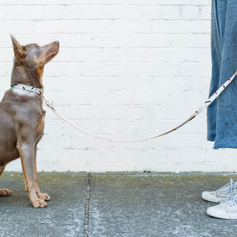 NICE DIGS Tiggy Leather Dog Collar | Aqua Violet | Peticular