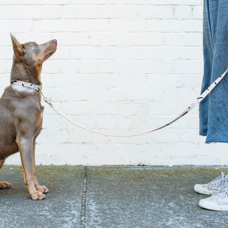NICE DIGS Tiggy Leather Dog Leash | Aqua Violet | Peticular