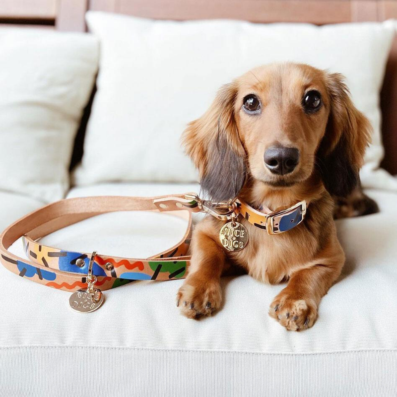 Nice digs best sale collar