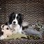 Outback Tails Outback Animal Toy | Steve The Suede Crocodile | Peticular