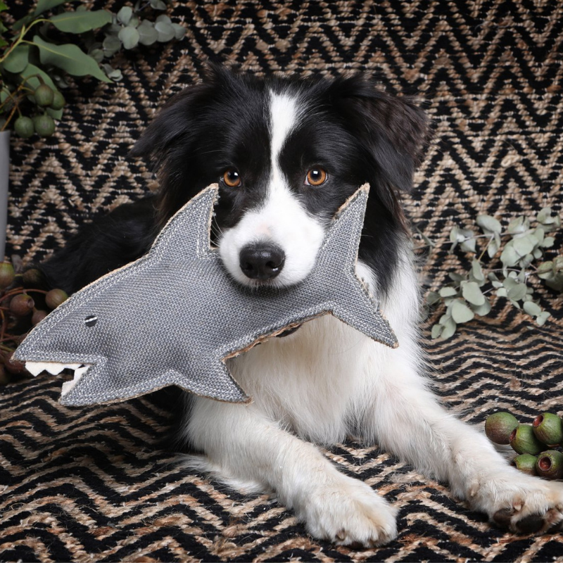 Outback Tails Outback Animal Toy | Shazza The Shark | Peticular