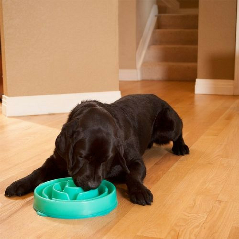 Outward Hound Fun Feeder Slo-Bowl | Teal Drop | Peticular