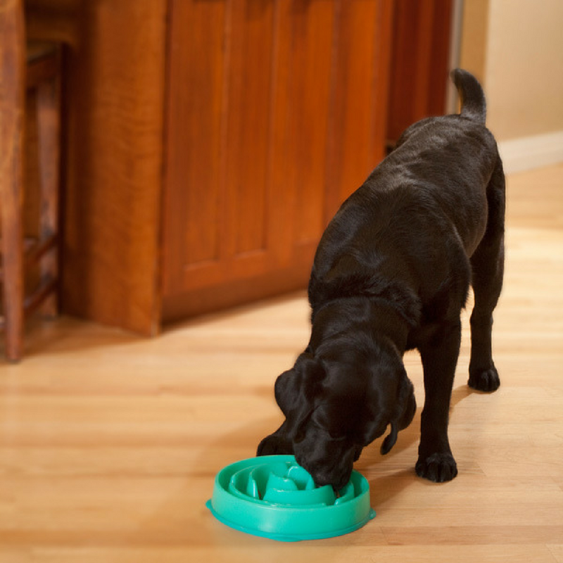 Outward Hound Fun Feeder Slo-Bowl | Teal Drop | Peticular