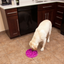 Outward Hound Fun Feeder Slo-Bowl | Purple Flower | Peticular