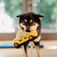 Canine Commute Plush Toys