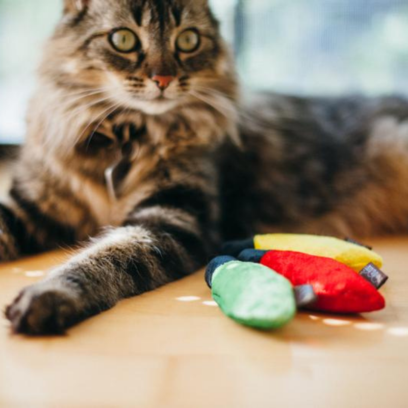 Feline Frenzy | Kitty DeLIGHTs Catnip Toys