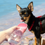 PAWZ Travel Pet Water Cup | Peticular