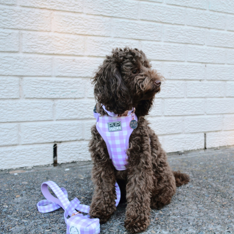 Berry Milkshake | Dog Harness