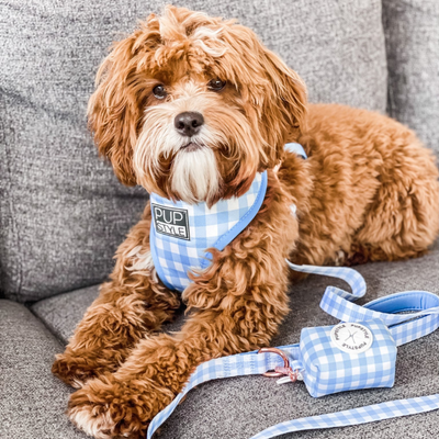 Blueberry Muffin | Dog Harness