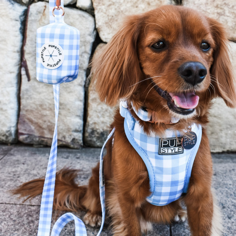 Blueberry Muffin | Dog Harness