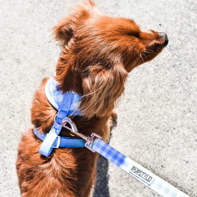 Blueberry Muffin | Suburban Dog Leash