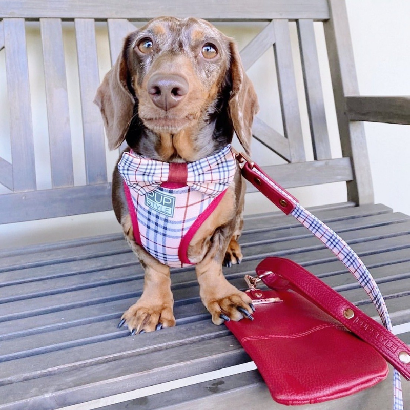 Houndbury Dog Harness