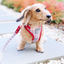 Houndbury Dog Harness