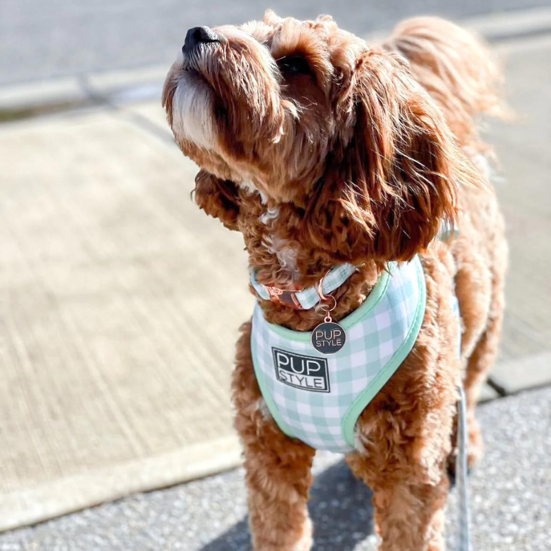 Sweet Apple | Suburban Dog Collar