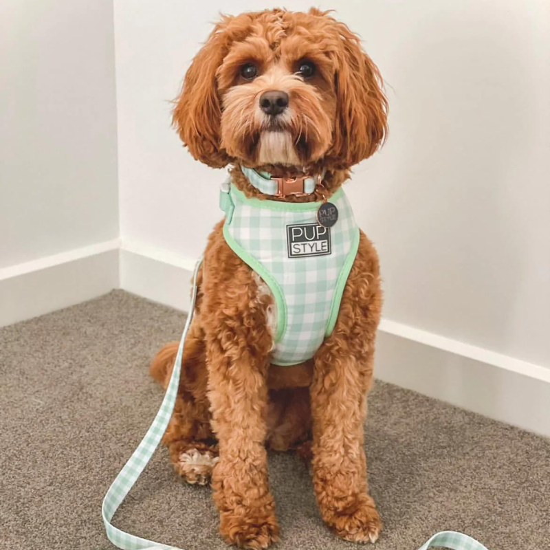 Sweet Apple | Dog Harness