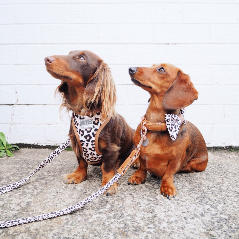 PUPSTYLE Wild One Leopard Print Dog Harness – Peticular