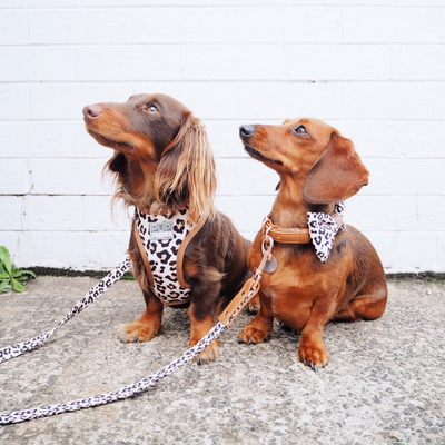 PUPSTYLE Wild One Dog Harness | Peticular