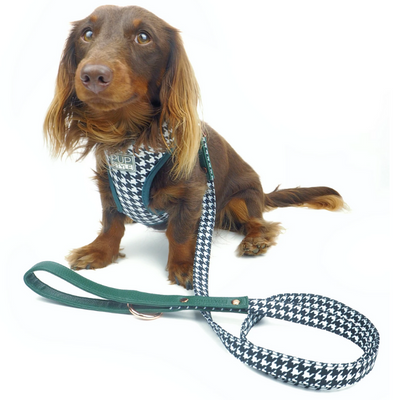PUPSTYLE Emerald Envy City Dog Leash | Peticular