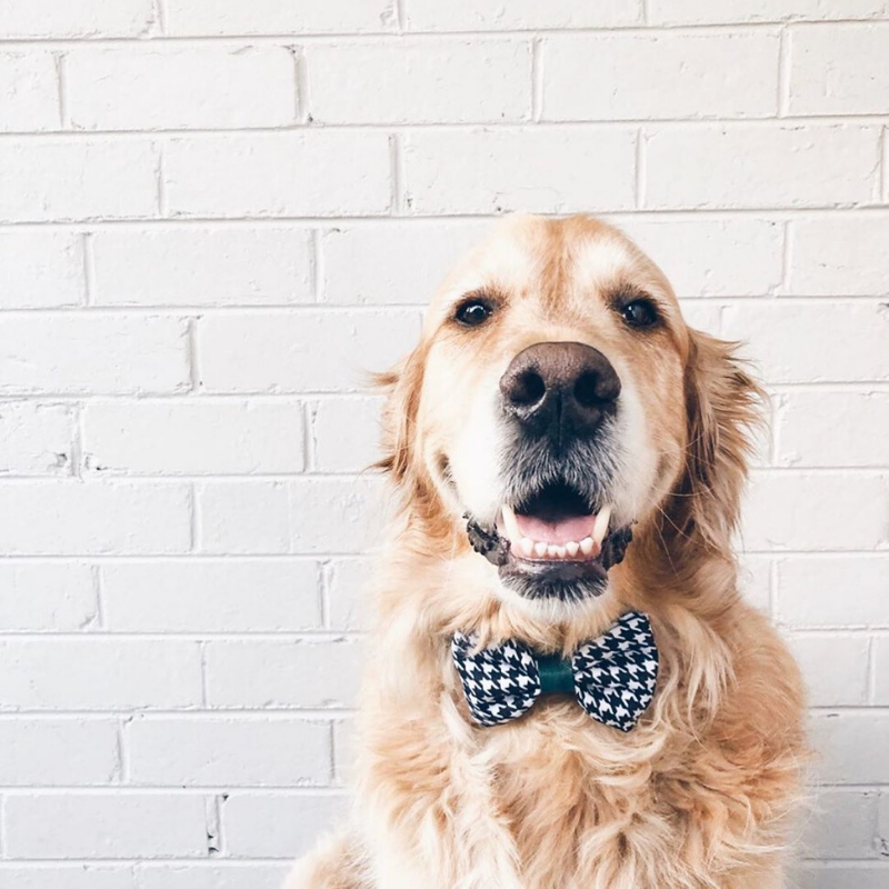 PUPSTYLE Emerald Envy Bow Tie | Peticular