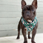 Pablo & Co. Adjustable Dog Harness | Flower Garden | Peticular