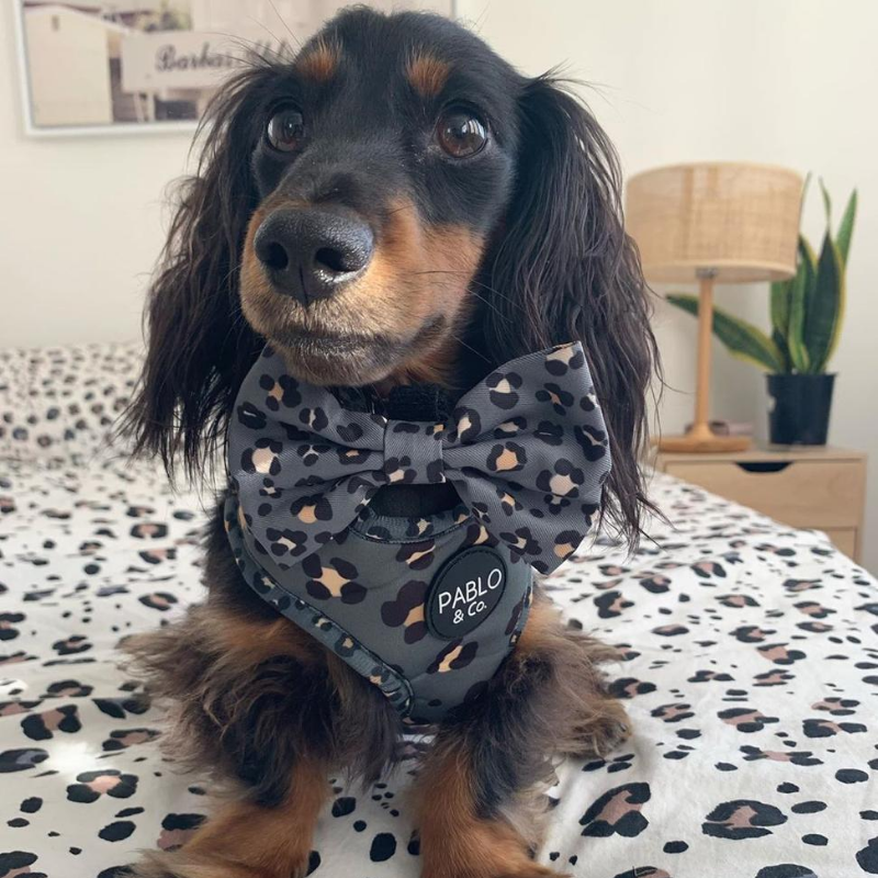 Pablo & Co. Adjustable Dog Harness | The Khaki Leopard | Peticular