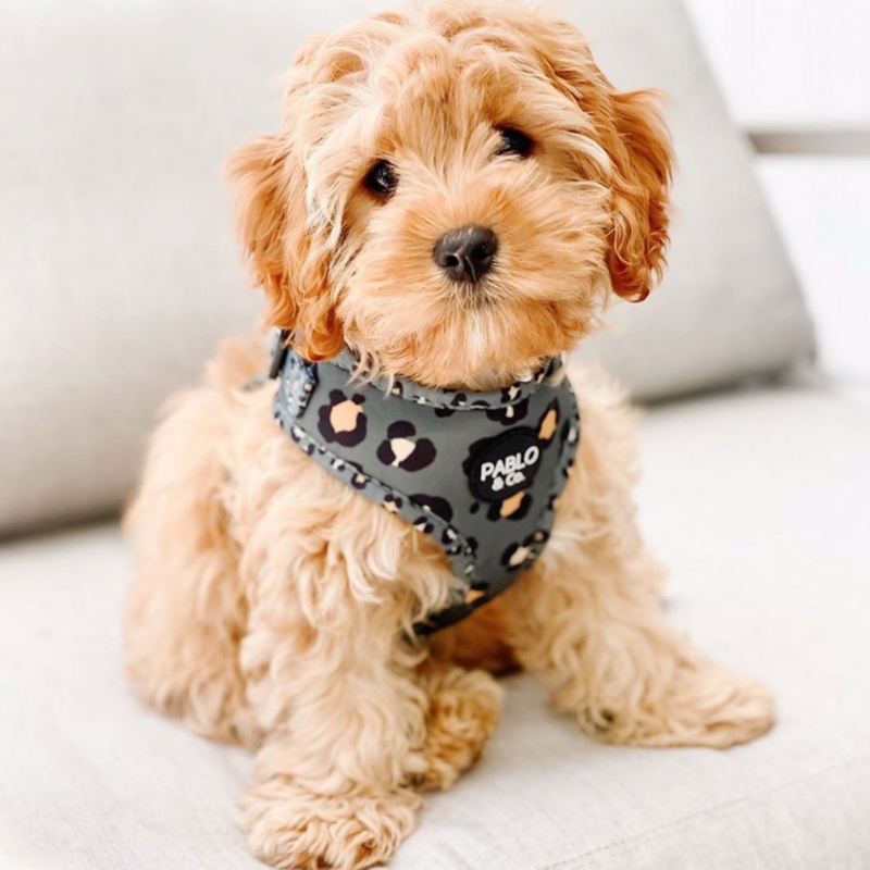 Pablo & Co. Adjustable Dog Harness | The Khaki Leopard | Peticular