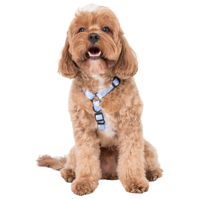 Blue Daisy | Dog Strap Harness