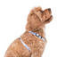 Blue Daisy | Dog Strap Harness