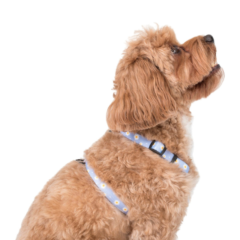 Blue Daisy | Dog Strap Harness