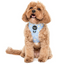 Blue Daisy | Adjustable Dog Harness