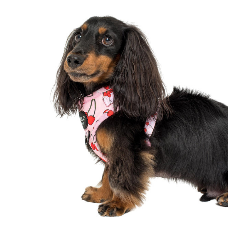 Cherries | Adjustable Dog Harness
