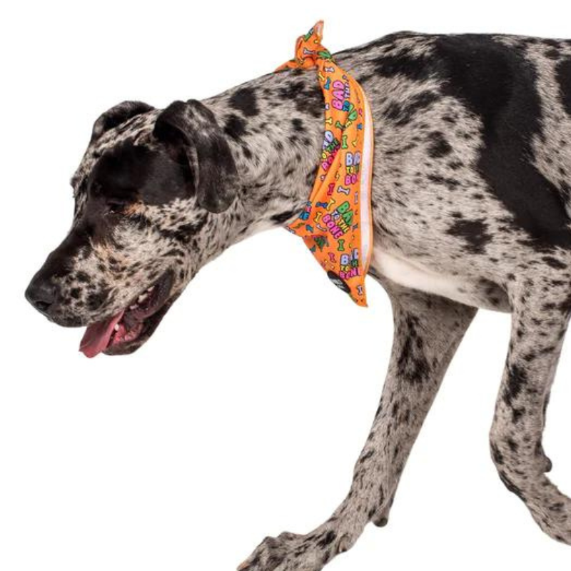 Halloween Dog Bandana | Bad To The Bone