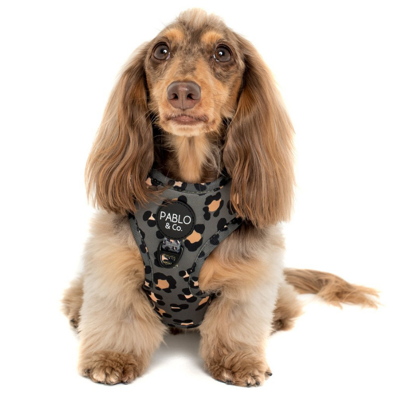 The Khaki Leopard | Adjustable Dog Harness