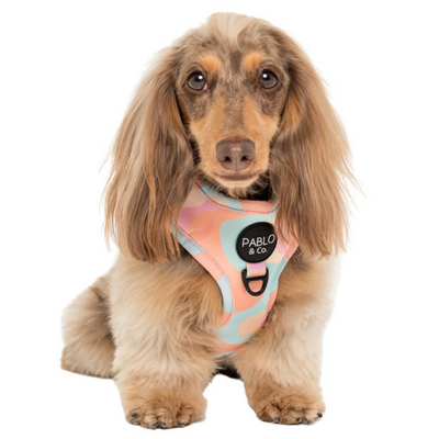 Wavy | Adjustable Dog Harness