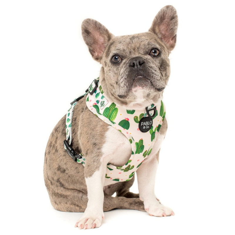 Pablo Co. Adjustable Dog Harness Cactus Peticular