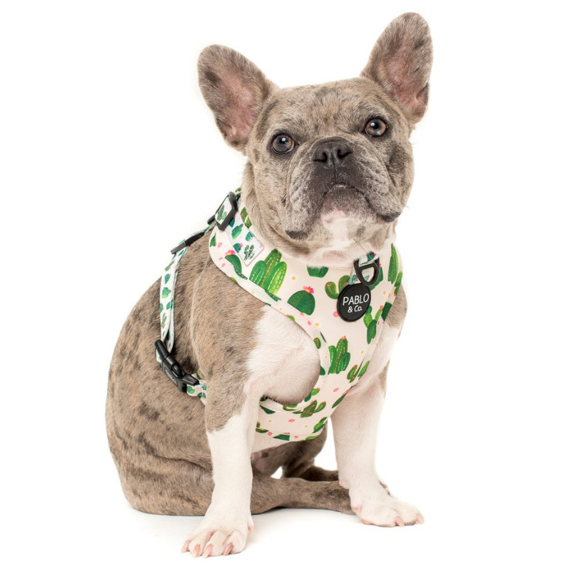 Cactus | Adjustable Dog Harness