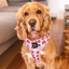 Pink Rainbows | Adjustable Dog Harness