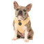 Yellow Daisy | Adjustable Dog Harness