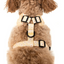 Yellow Daisy | Adjustable Dog Harness