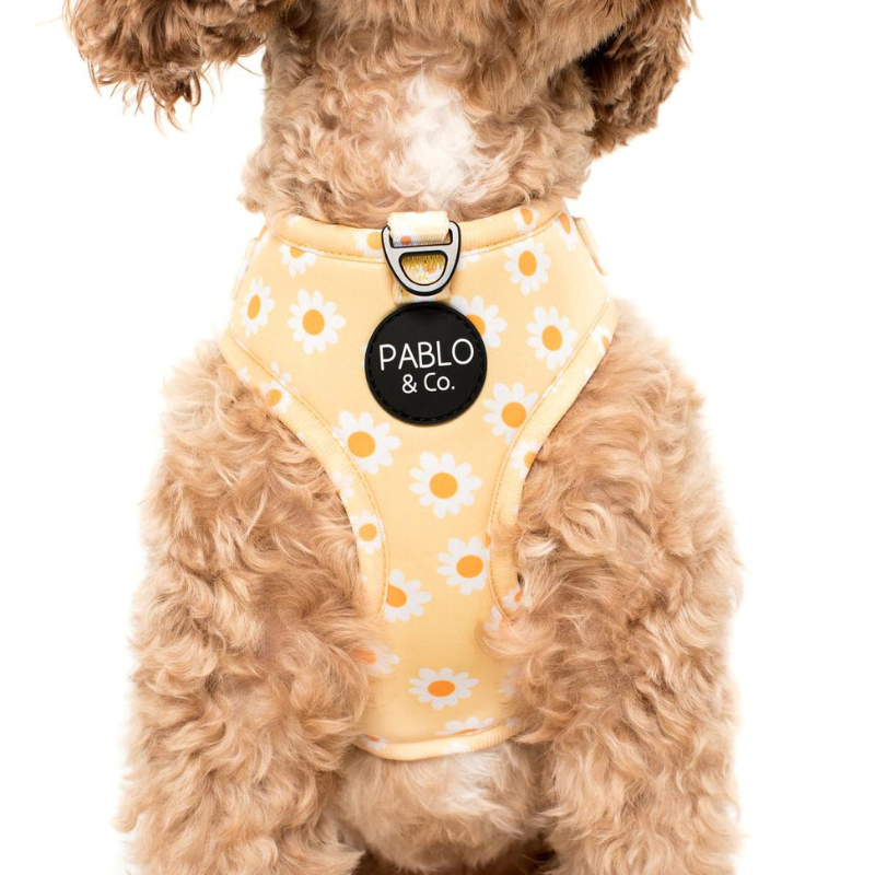 Yellow Daisy | Adjustable Dog Harness