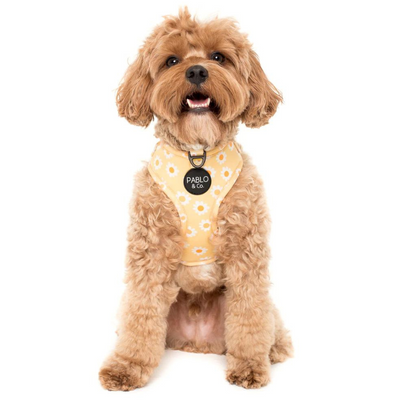 Yellow Daisy | Adjustable Dog Harness