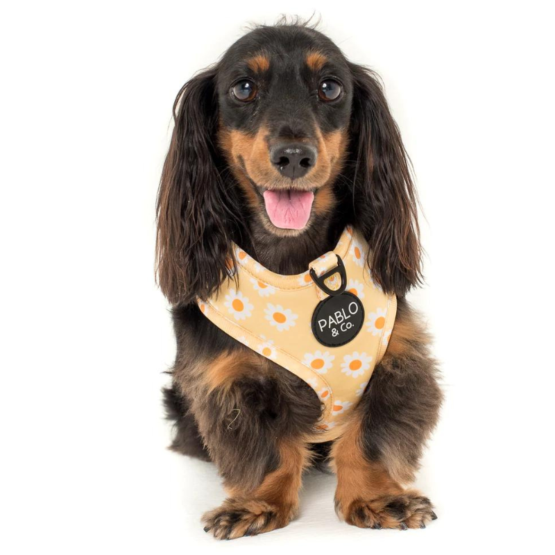 Yellow Daisy | Adjustable Dog Harness