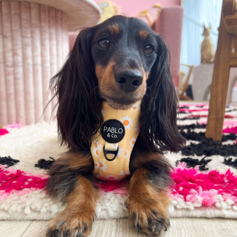 Yellow Daisy | Adjustable Dog Harness